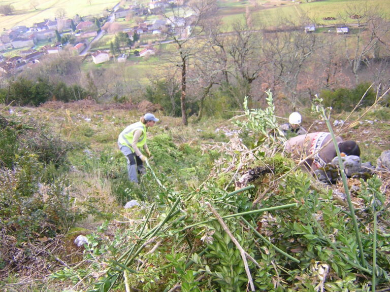 Débroussaillage 2012