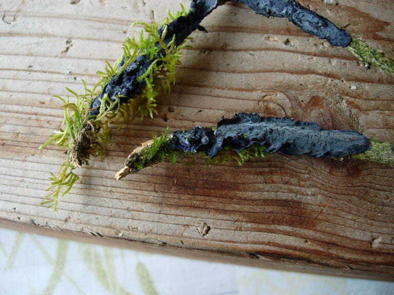 La flore au château