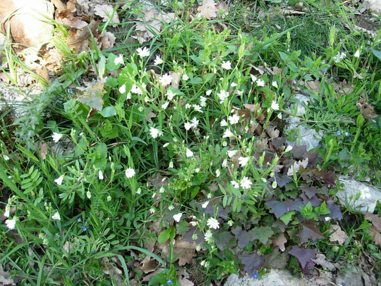 La flore au château