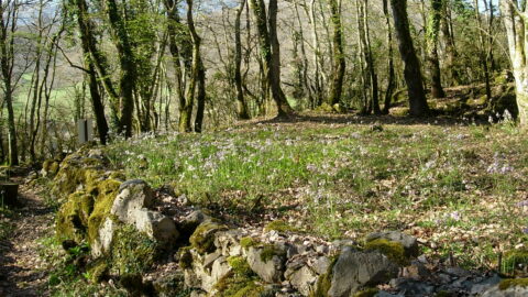 2021 : La Flore au château