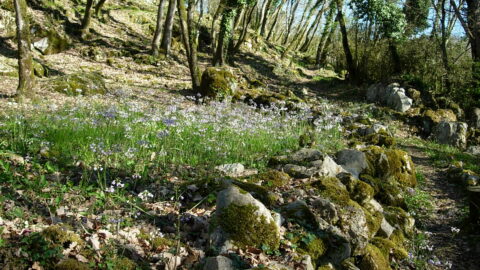 2021 : Flore du mois de Juin au Château