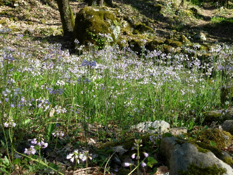 La flore au château