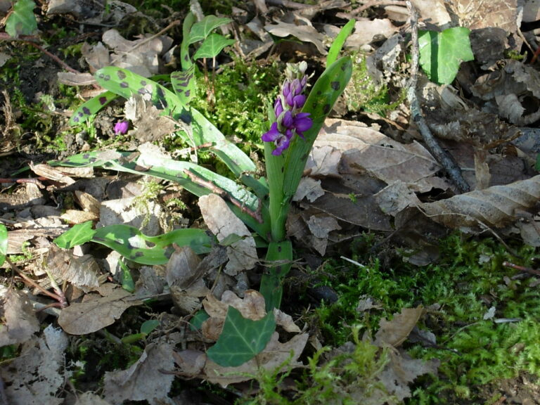 La flore au château