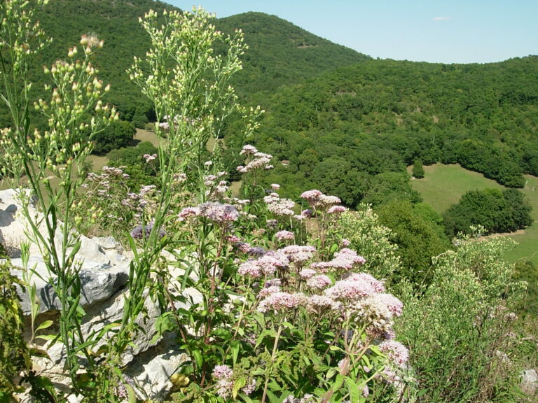 La flore au château