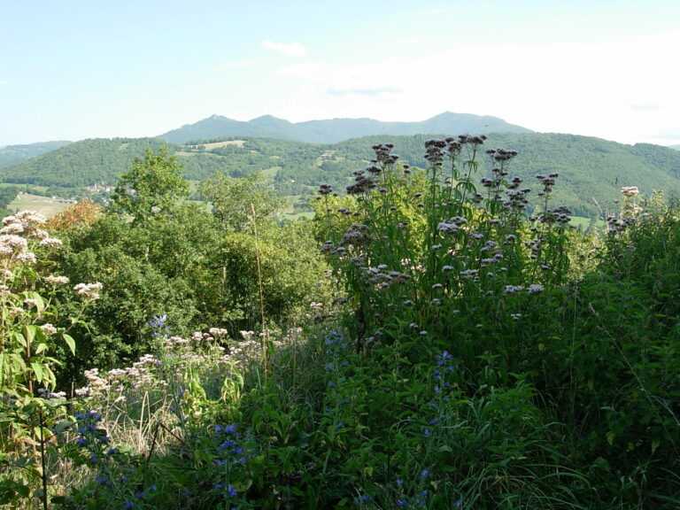 La flore au château
