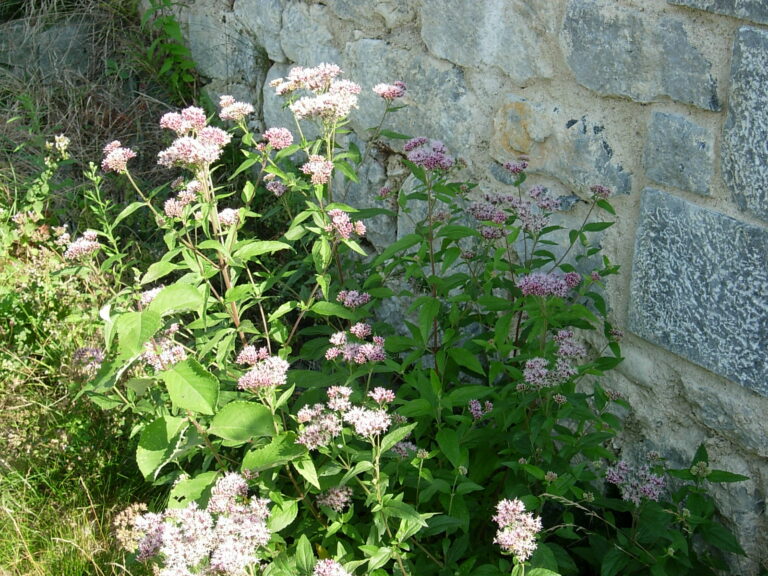 La flore au château