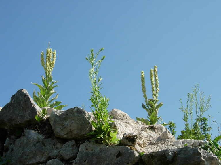 La flore au château