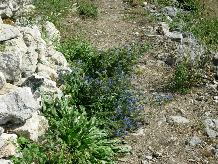La flore au château