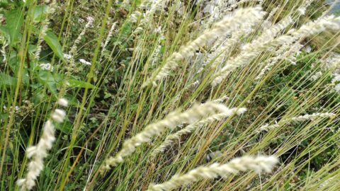 2021 : Flore du mois d'Août au Château