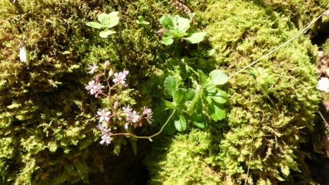 2017 : Randonnée à la source du Job
